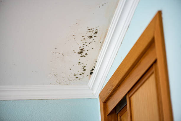 Best Residential Mold Remediation in Richnd, MO