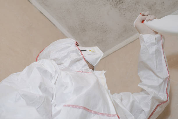 Best Basement Mold Remediation in Richnd, MO
