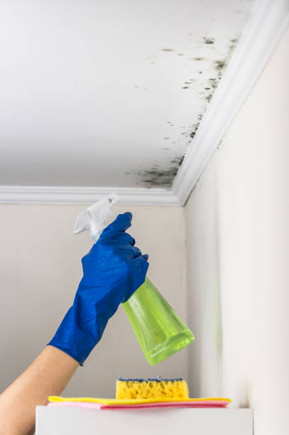 Professional Mold Remediation in Richmond, MO